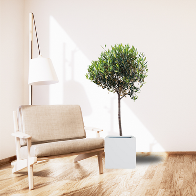 ひなかぜ（オリーブの木）｜Lサイズ｜約150〜180cm｜スタンド／玉造り仕立て