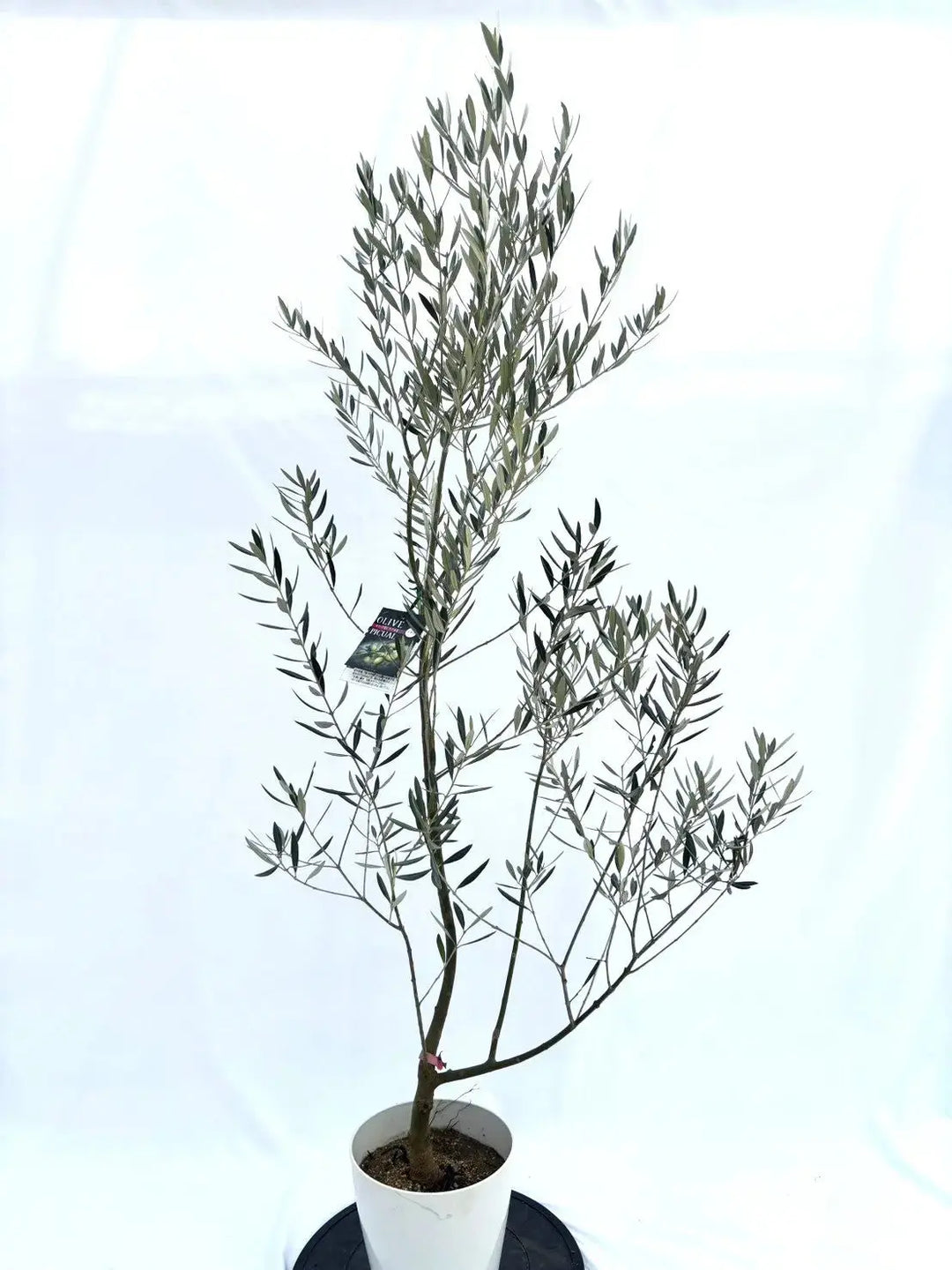 ピクアル Sサイズ 約160cm NO.10400 オリーブの木 - 株式会社鶴亀園