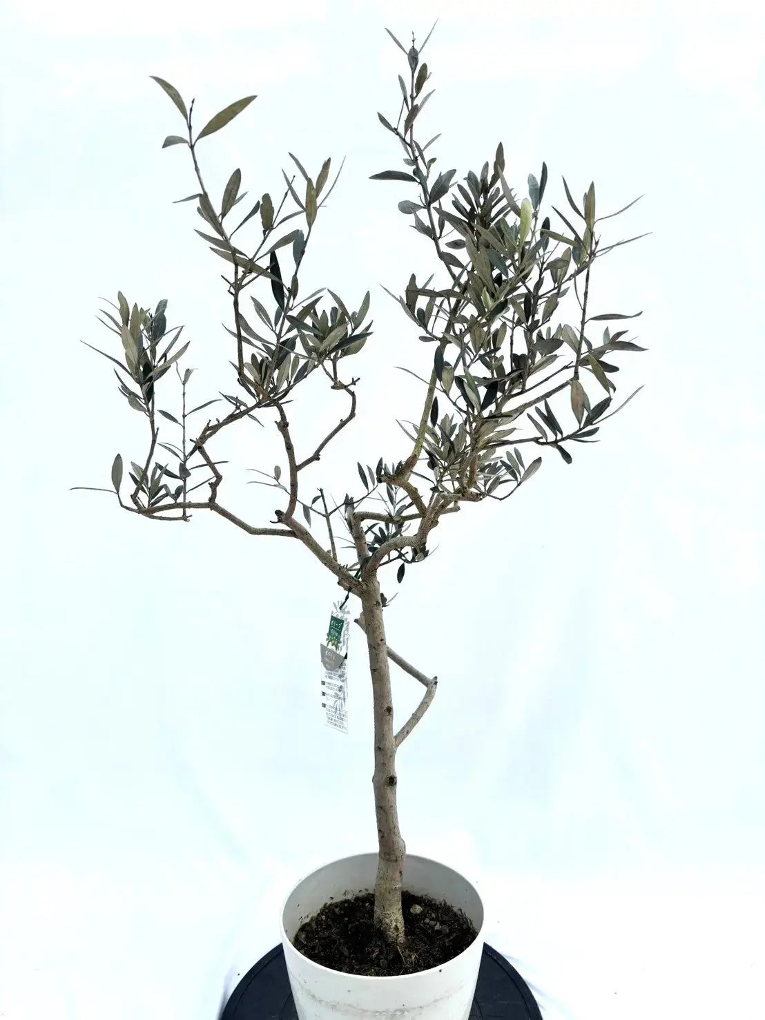 オリーブ　プロフご覧下さいです NEWミッション（オリーブの木）｜大型商品｜NO.1866 ｜約170cm