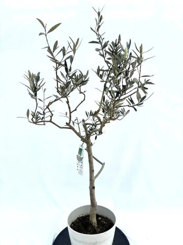 ホワイト　XXSサイズ　約60cm　NO.10443　オリーブの木 株式会社鶴亀園