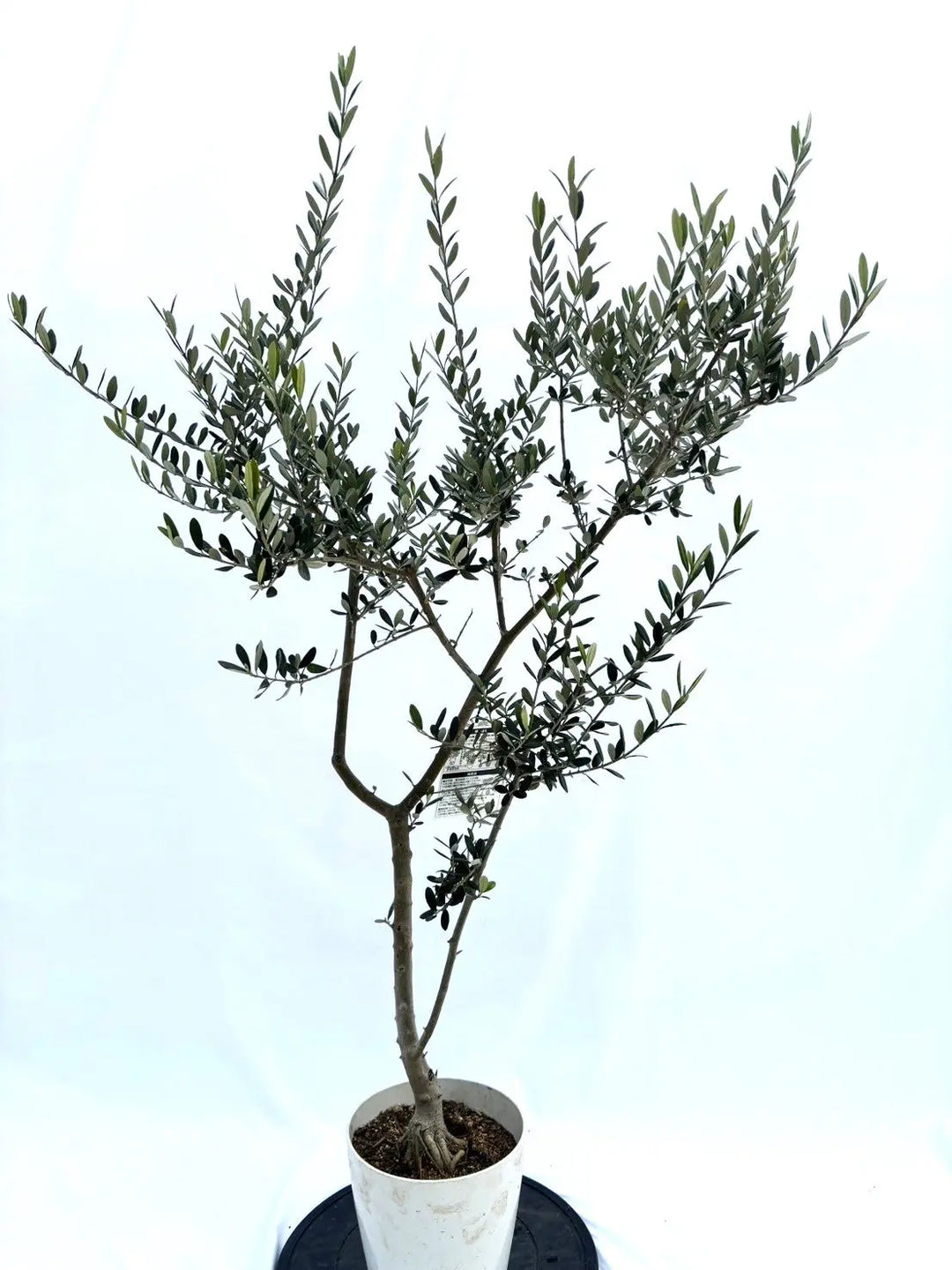 人気・大実】マンザニロ（オリーブの木）〈初心者向き〉｜約130cm｜S