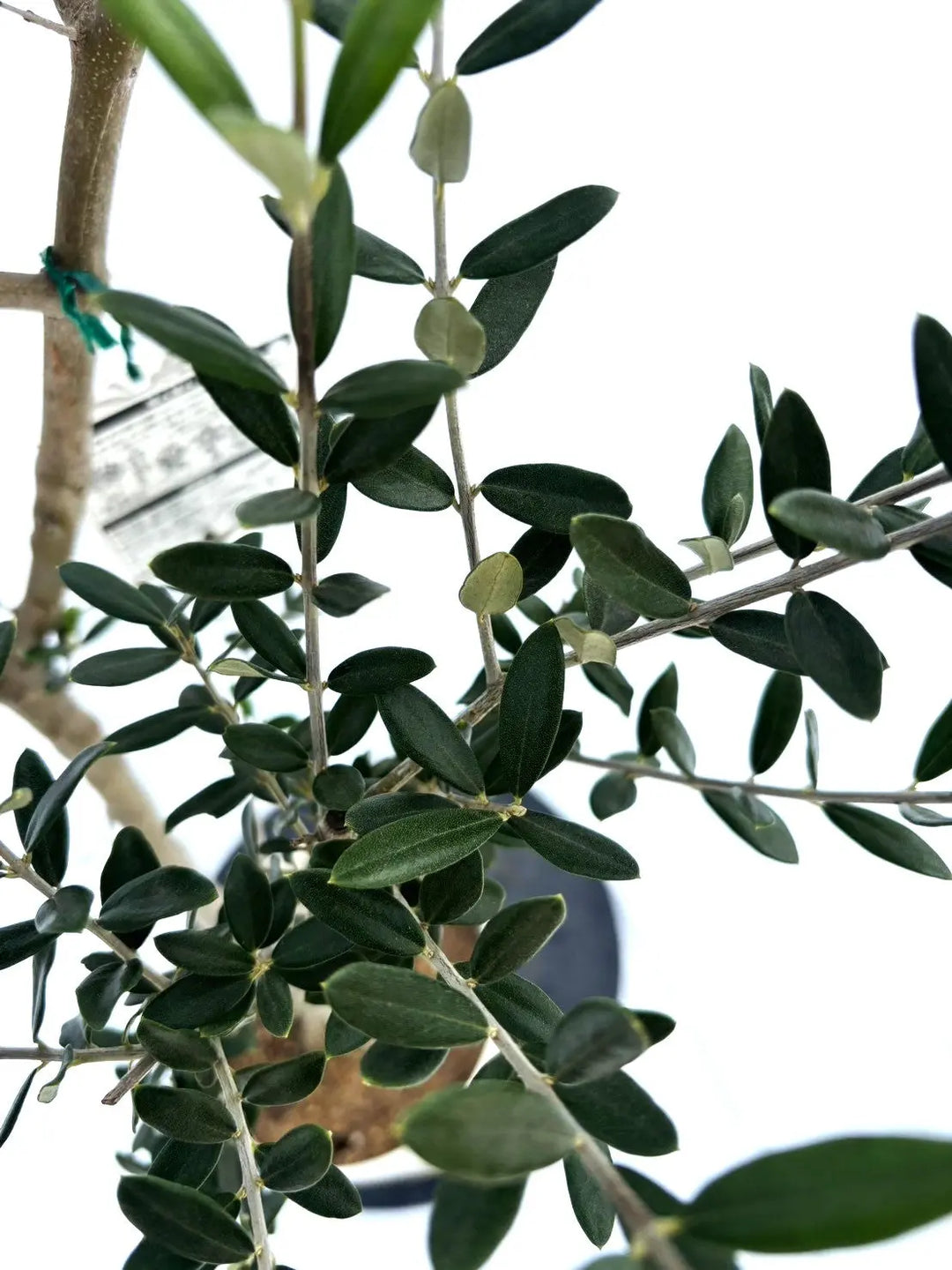 人気・大実】マンザニロ（オリーブの木）〈初心者向き〉｜約130cm｜S