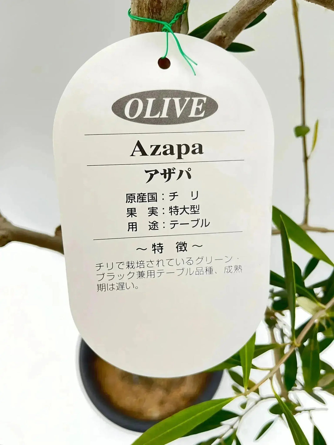 オリーブの木　アザパ 希少・大実・直立型】アザパ（オリーブの木）〈シンボル向き