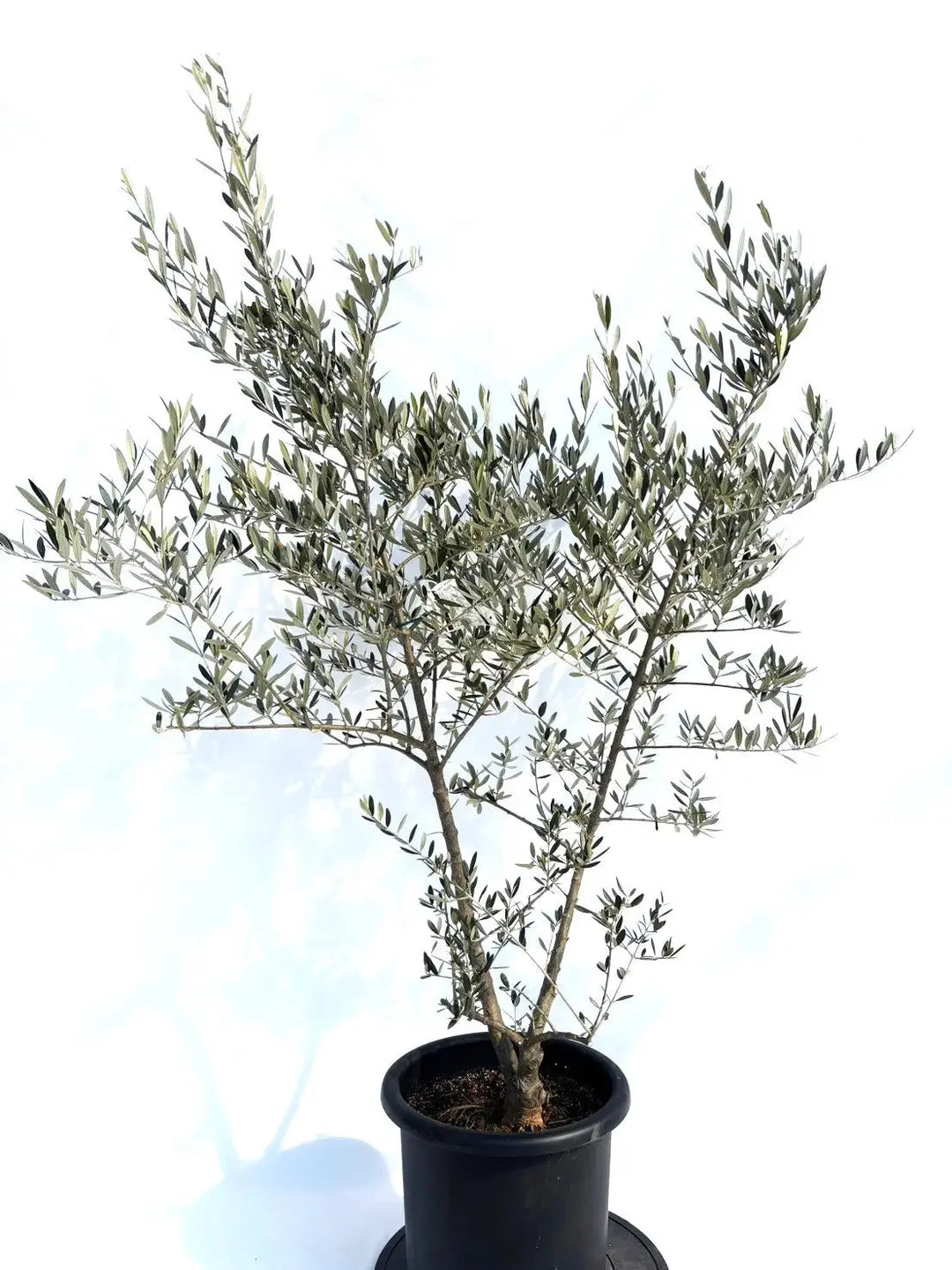 オリーブの木　ホジブランコ　10号　約170cm　NO.433　人気品種　一点物 ホジブランコ Lサイズ 約170cm NO.10433 オリーブの木 - 株式