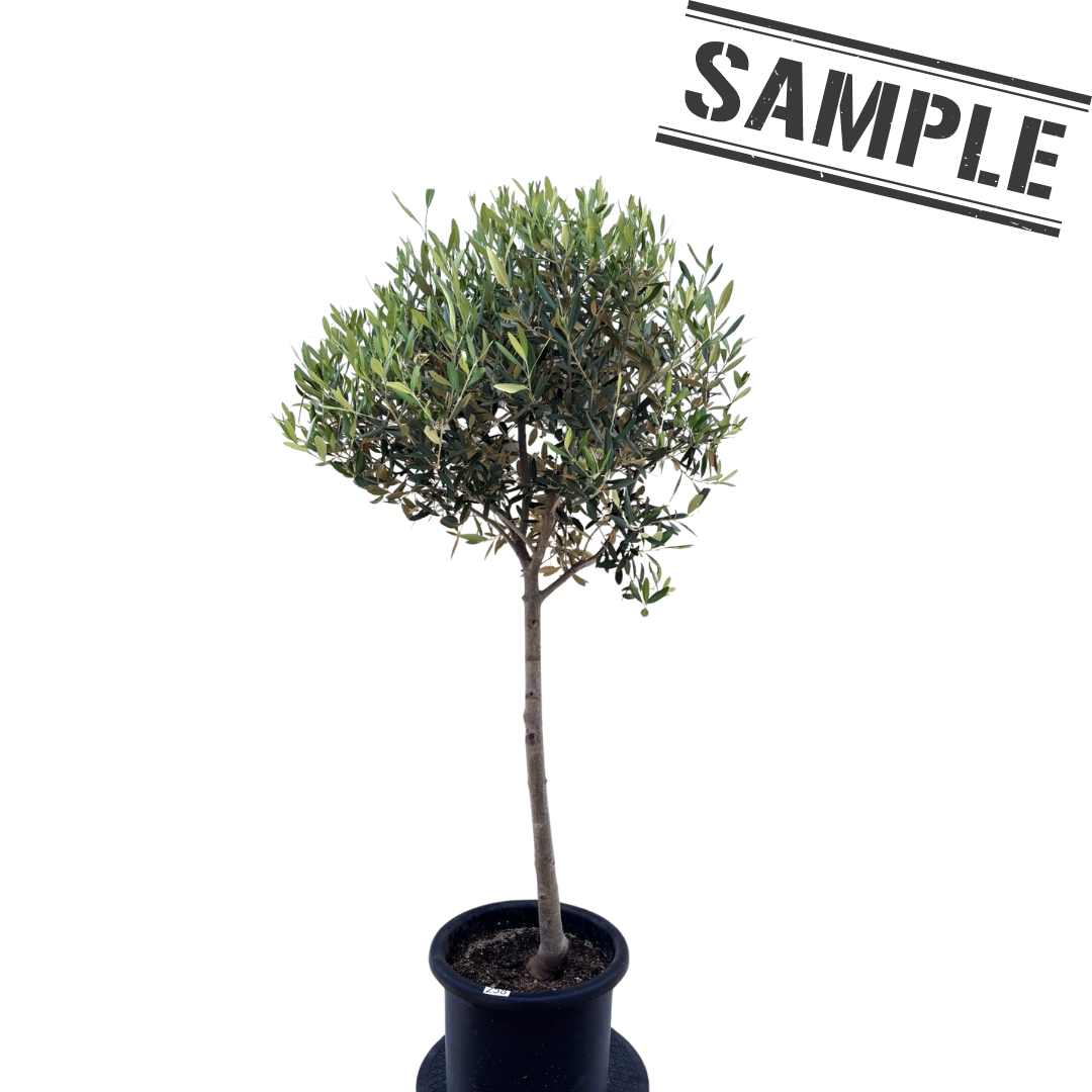 盆栽風オリーブの木 - 株式会社鶴亀園