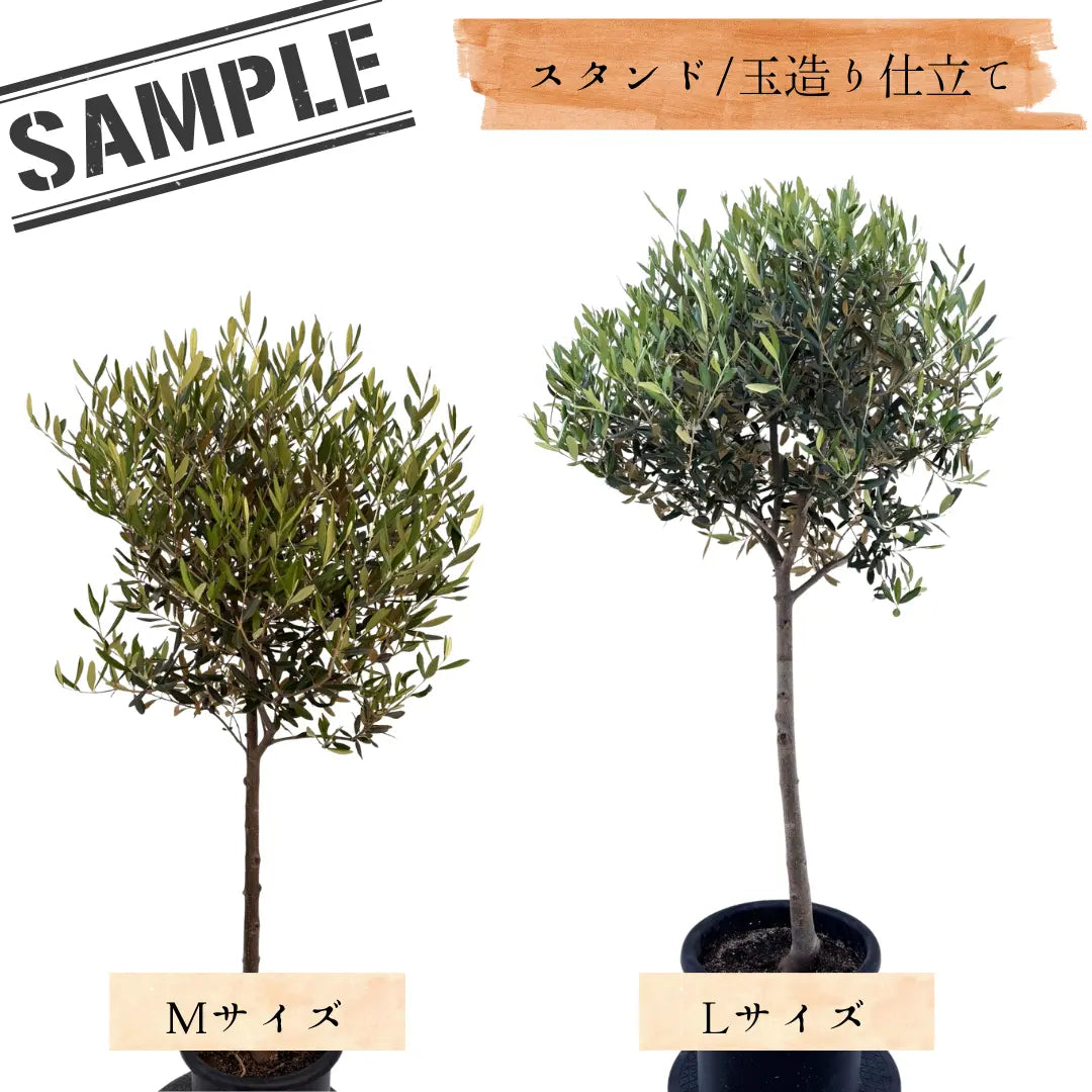 ひなかぜ（オリーブの木）M・Lサイズ｜約120〜180cm｜スタンド／玉造り
