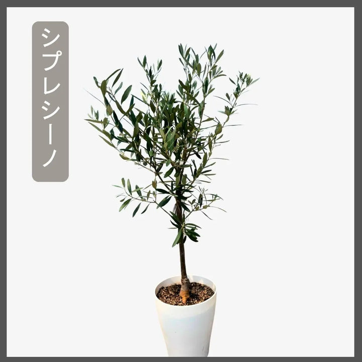 おまかせオリーブ｜XXS／XSサイズ｜人気8品種から厳選お届け - 株式