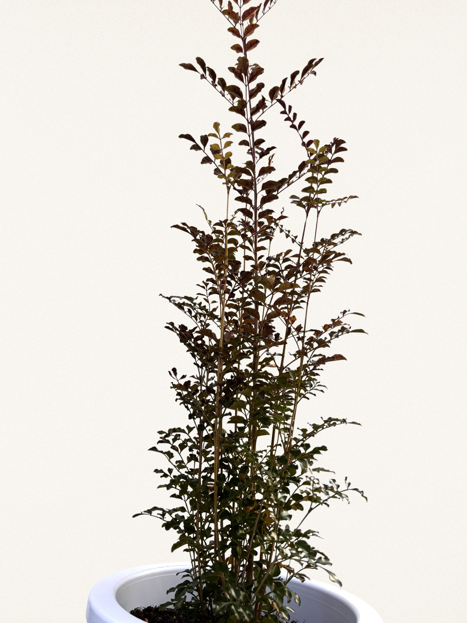 シマトネリコ｜10号｜高さ80～100cm｜爽やかな常緑樹・初心者向け