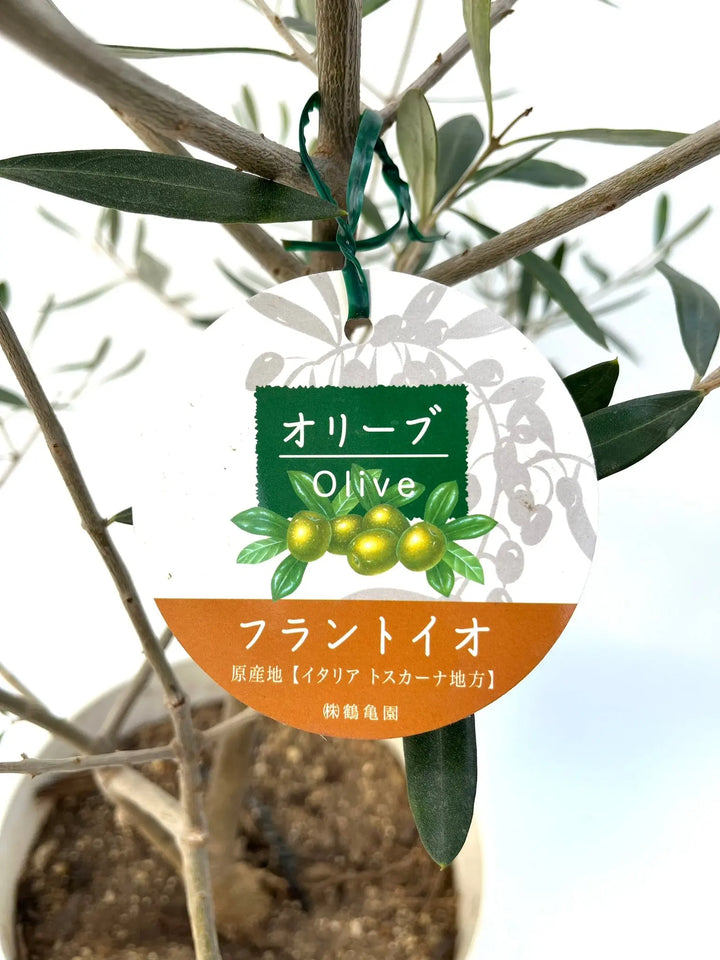 フラントイオ Mサイズ 約110cm NO.10230 オリーブの木 - 株式