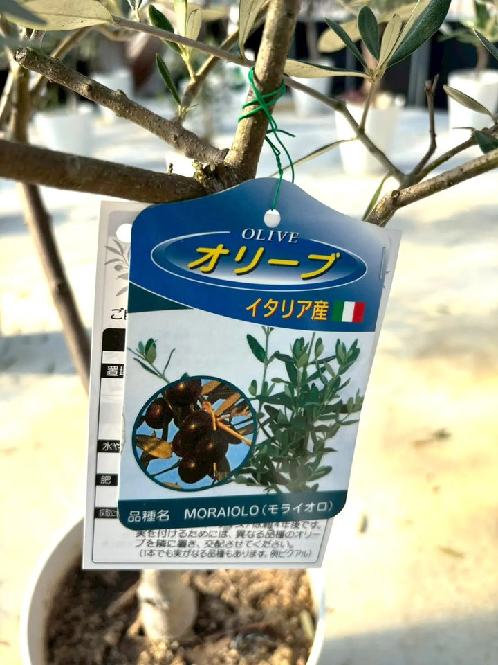 NEWモライオロ（オリーブの木）｜Lサイズ｜K-340｜約180cm｜希少