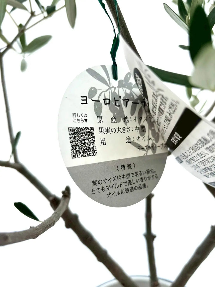 寒冷地・開帳型】ヨーロピアーナ（オリーブの木）〈病害虫に強い〉｜約