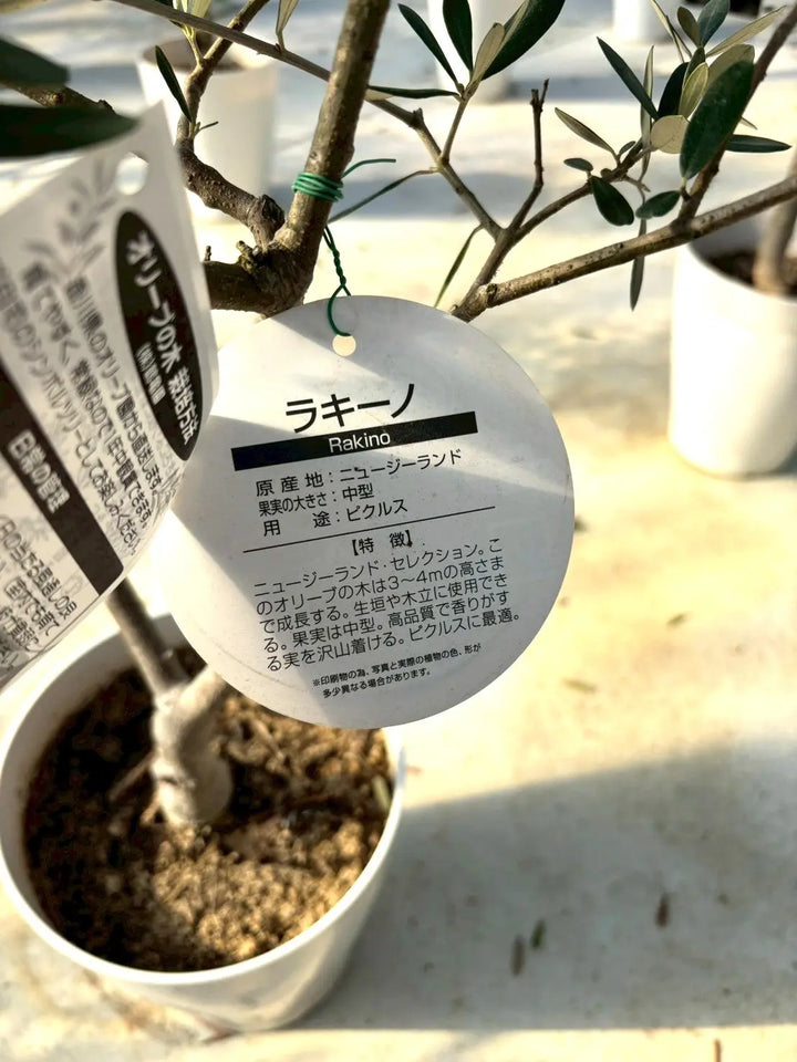 NEWラキーノ（オリーブの木）｜Sサイズ｜K-316｜約130cm｜結実しやすい