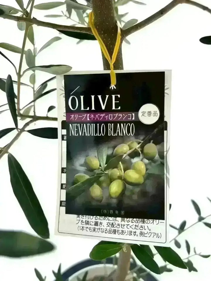オリーブの木　ネバディロブランコ　7号　約130cm　NO.549　人気品種 オリーブの木 ネバディロブランコ 7号 約130cm NO.549 人気品種