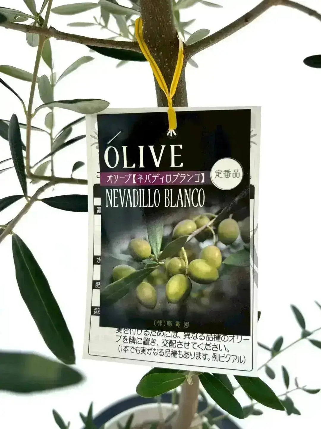 NEWネバディロブランコ（オリーブの木）｜Sサイズ｜NO.10627｜約