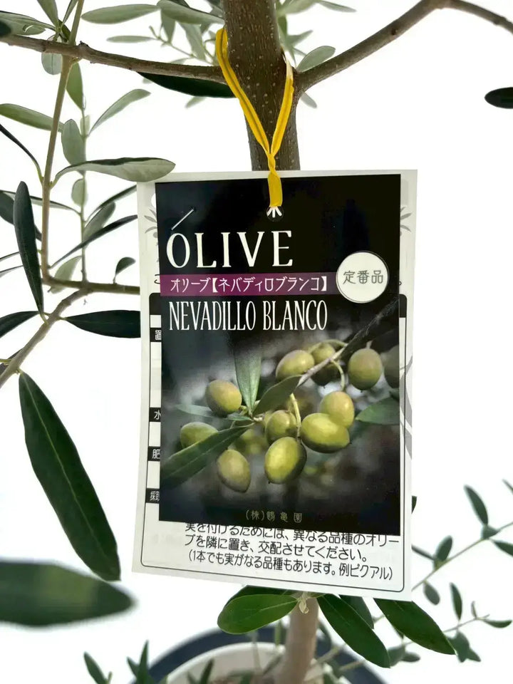 オリーブの木　ネバディロブランコ　10号　約90cm　K-238　人気　現品掲載 NEW【人気・開帳型】ネバディロブランコ（オリーブの木）〈初心者向き