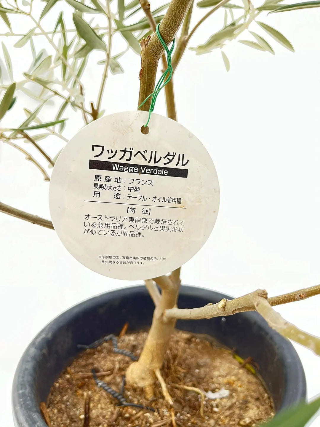 希少】ワッガベルダル（オリーブの木）〈室内向き〉｜約60cm｜XSサイズ
