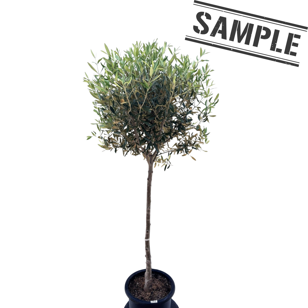 ひなかぜ（オリーブの木）｜Lサイズ｜約150〜180cm｜スタンド／玉造り仕立て