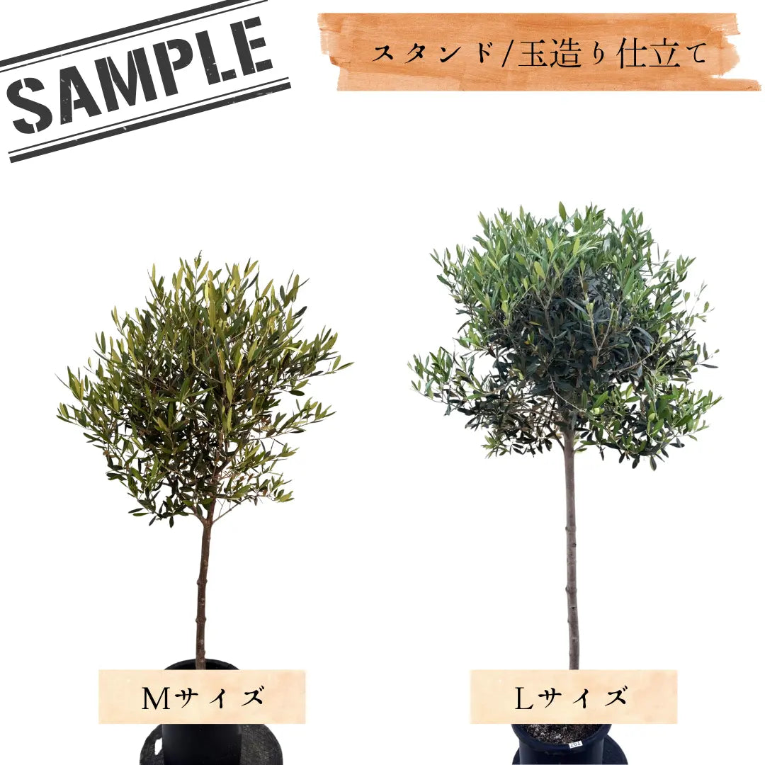 ひなかぜ（オリーブの木）M・Lサイズ｜約120〜180cm｜スタンド／玉造り仕立て