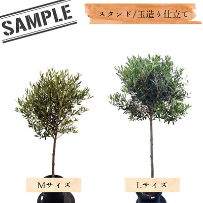 ひなかぜ（オリーブの木）M・Lサイズ｜約120〜180cm｜スタンド／玉造り仕立て