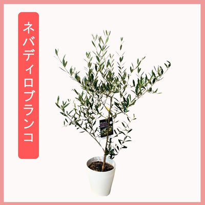 おまかせオリーブ｜XXS／XSサイズ｜人気8品種から厳選お届け 株式会社鶴亀園