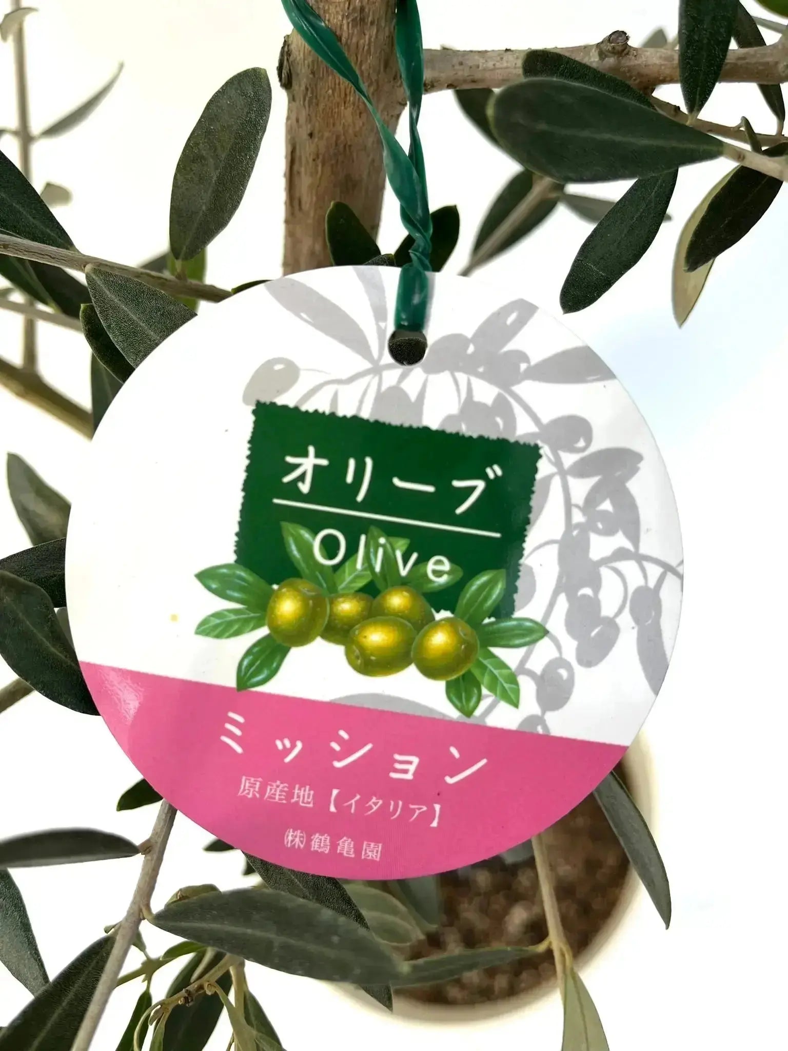 人気・直立型】ミッション（オリーブの木）〈シンボル向き
