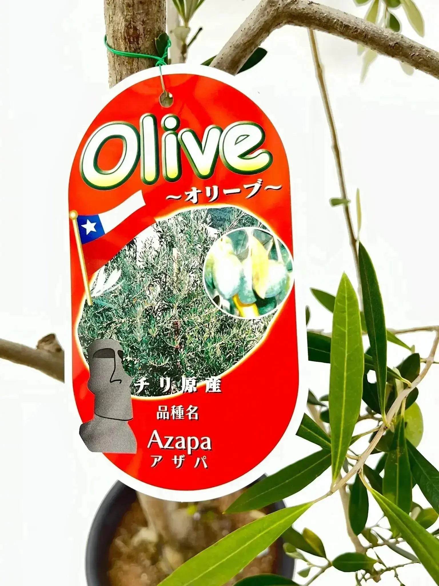 【現品】オリーブの古木　品種名：チリ原産　アザパ　Azapa　8号【盆栽】T6番 オリーブの木｜アザパ品種紹介｜チリ産の大実でジューシーな希少
