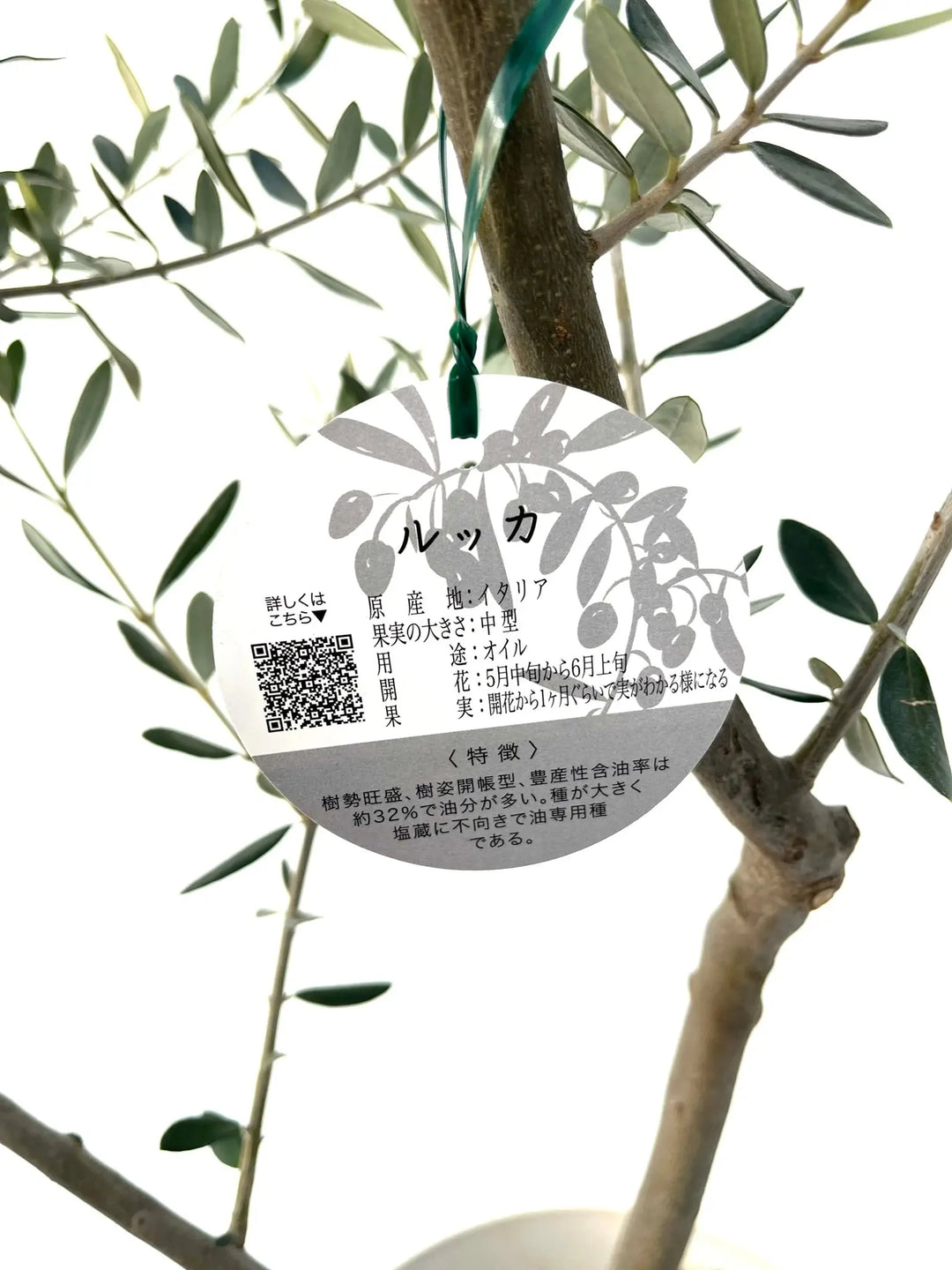 ルッカ Lサイズ 約140cm NO.10095 オリーブの木□品種名 ルッカ