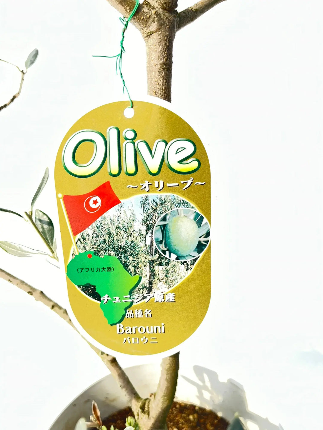 オリーブの木　バロウニ バロウニ XSサイズ 約70cm K-125 オリーブの木 希少品種 - 株式会社鶴亀園