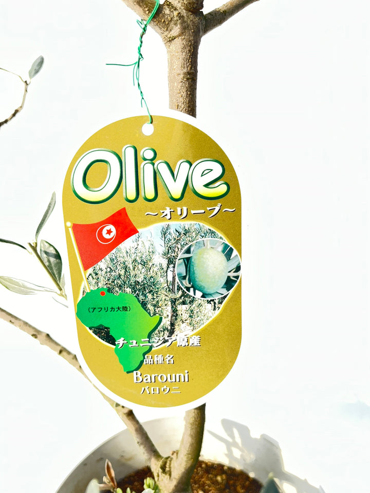 NEWバロウニ（オリーブの木）｜XSサイズ｜NO.10820｜約110cm｜希少・大