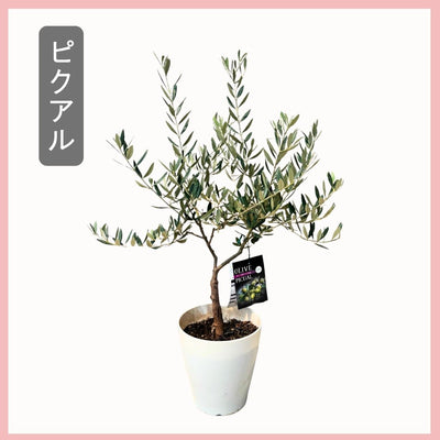 おまかせオリーブ｜XXS／XSサイズ｜人気8品種から厳選お届け 株式会社鶴亀園