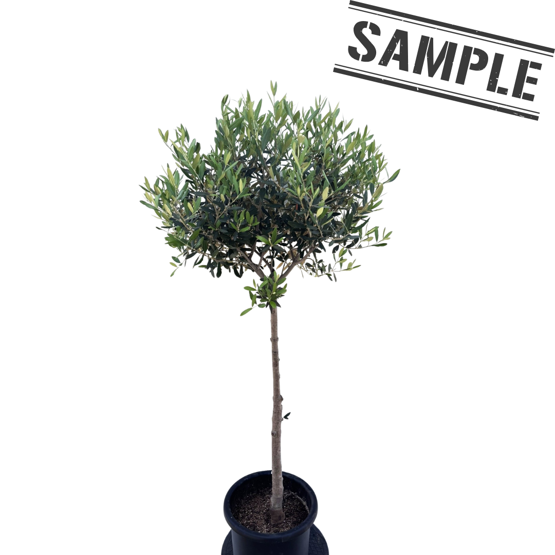 ひなかぜ（オリーブの木）｜Lサイズ｜約150〜180cm｜スタンド／玉造り仕立て