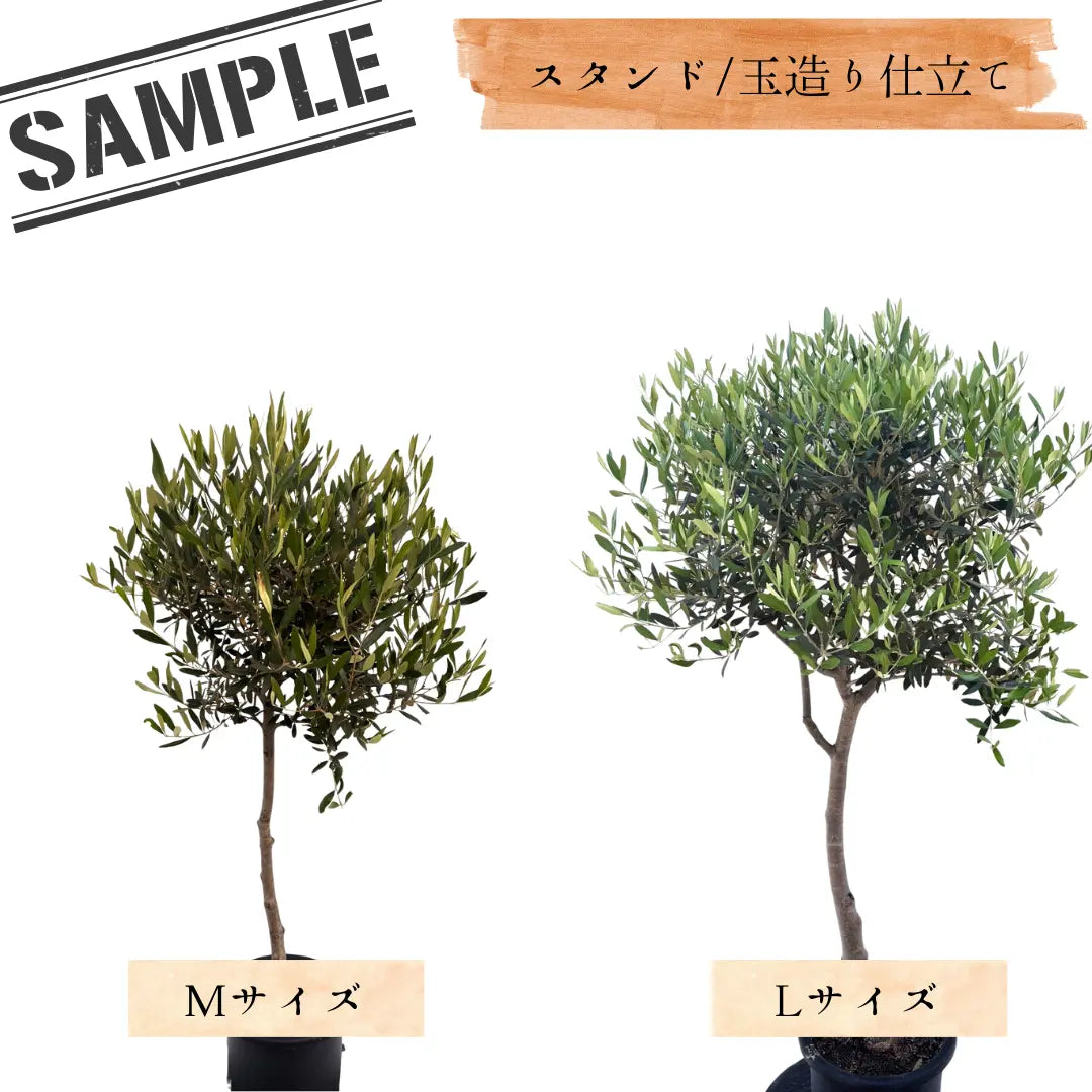 ひなかぜ（オリーブの木）M・Lサイズ｜約120〜180cm｜スタンド／玉造り仕立て