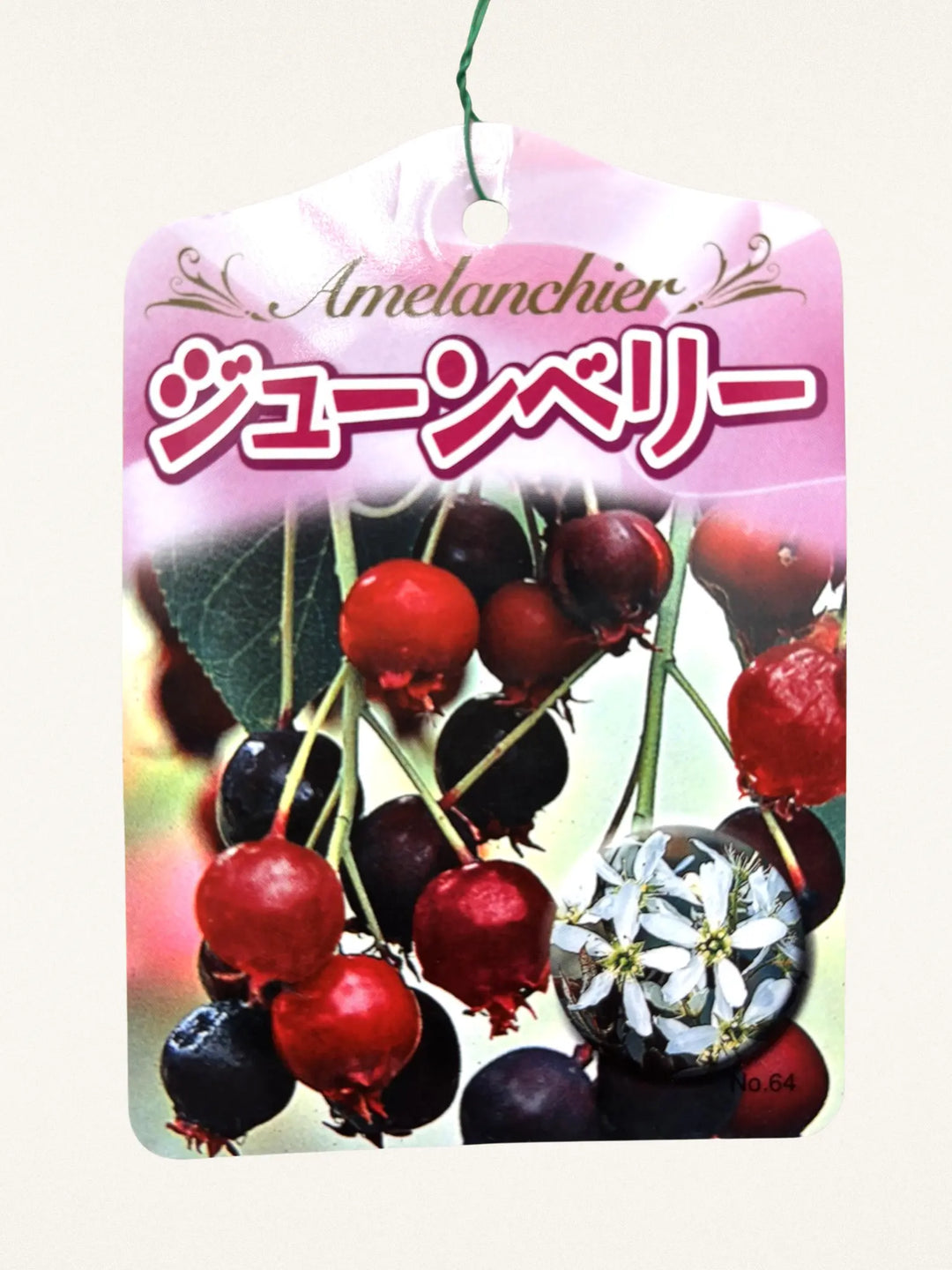 ジューンベリー|7号|高さ140~170cm|花・実・紅葉を楽しむ果樹|鶴 ジューンベリー|7号|高さ140~170cm|花・実・紅葉を楽しむ果樹|鶴