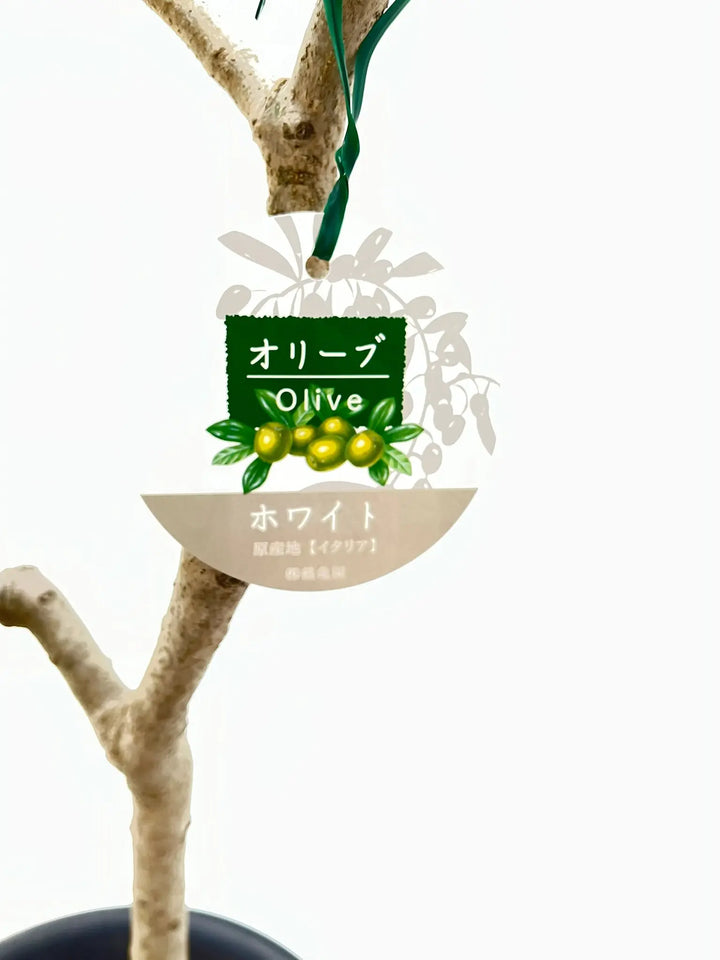 ホワイト Lサイズ 約160cm K-48 オリーブの木 - 株式会社鶴亀園