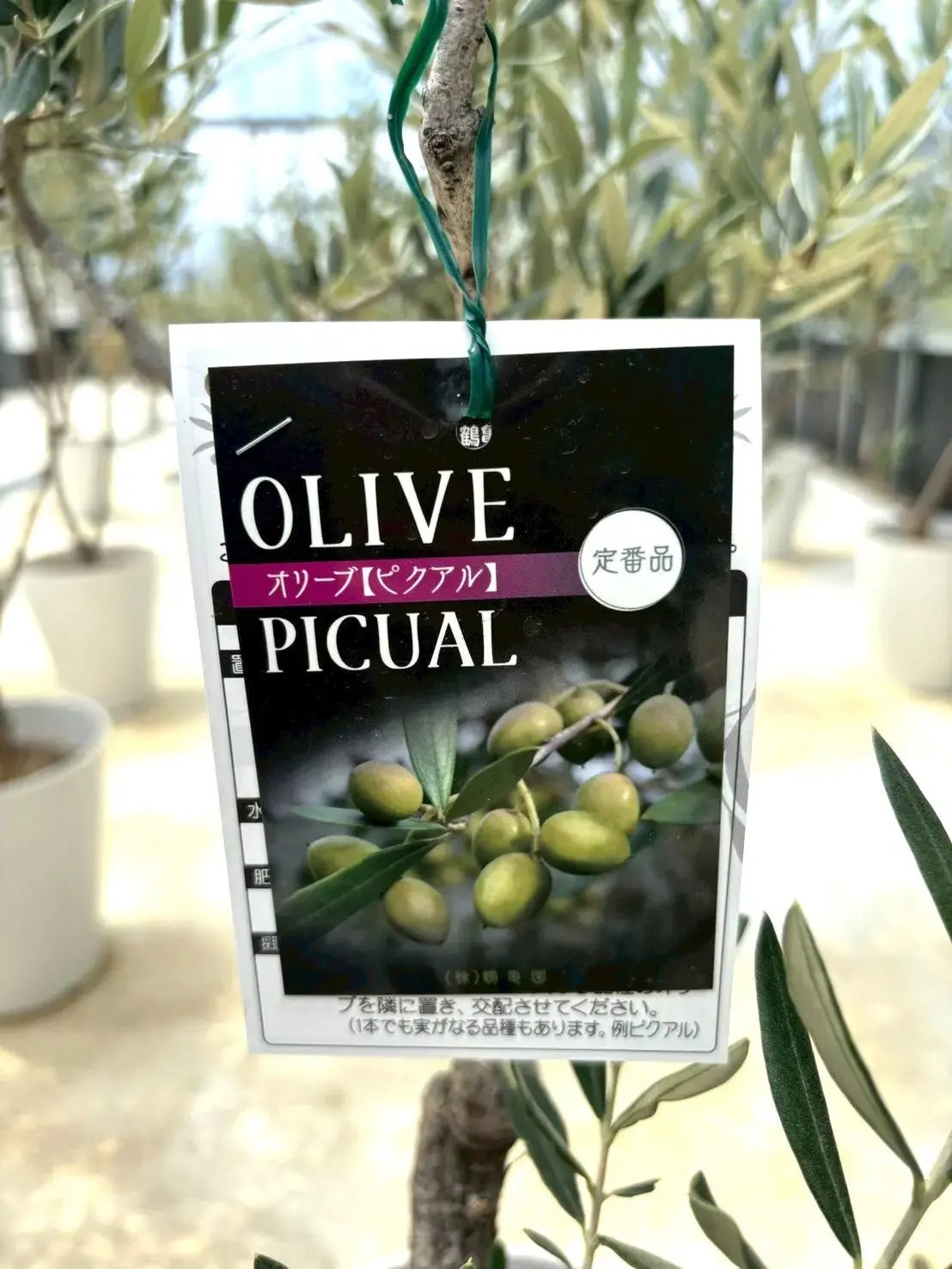 NEWピクアル（オリーブの木）｜Mサイズ｜NO.10915｜約125cm｜人気・銀