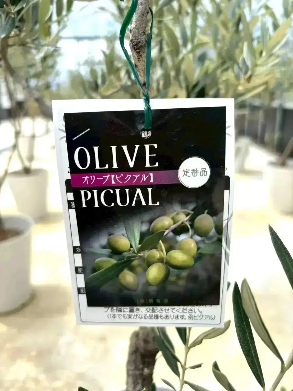 NEWピクアル（オリーブの木）｜Sサイズ｜NO.10894｜約115cm｜人気・銀