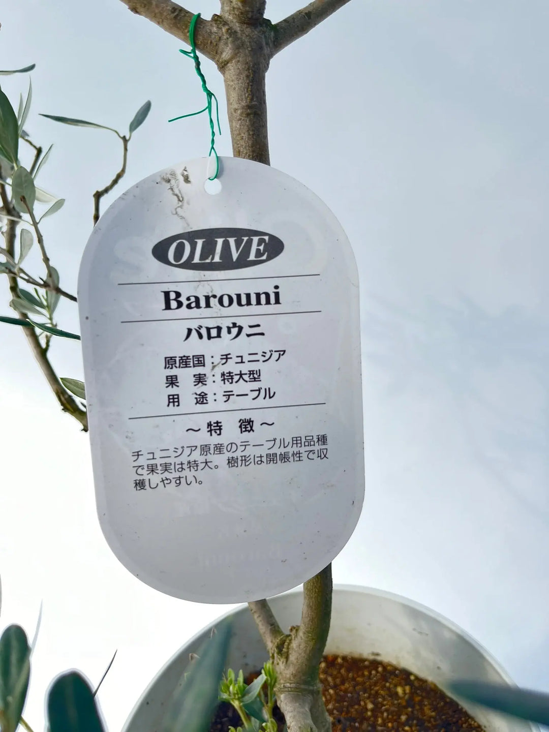 オリーブ　希少品種　バロウニ　4号 小倉園のオリーブ バロウニ | 観葉植物ならHitoHana（ひとはな）