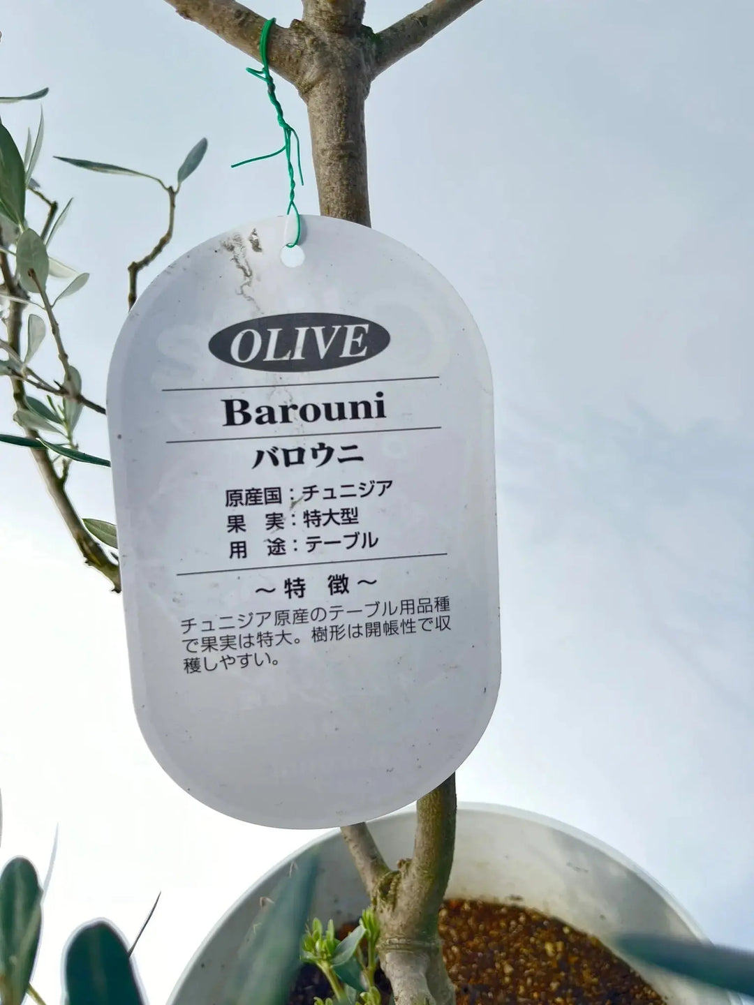 NEWバロウニ（オリーブの木）｜Sサイズ｜K-308｜約110cm｜希少・大実
