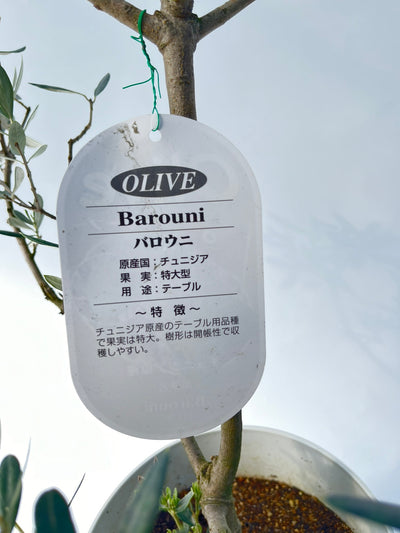 alt="品種ラベルの裏面”