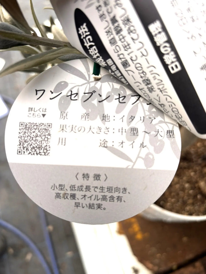 NEWワンセブンセブン（オリーブの木）｜Sサイズ｜K-318｜約130cm｜希少