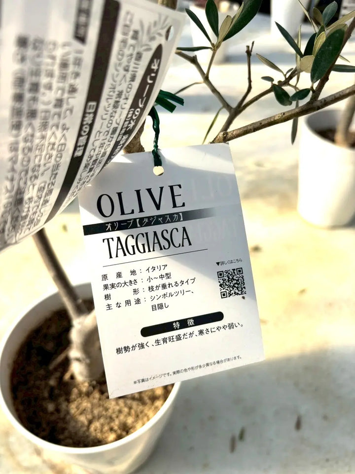 NEWタジャスカ（オリーブの木）｜XLサイズ｜NO.2148｜約190cm｜寒冷地