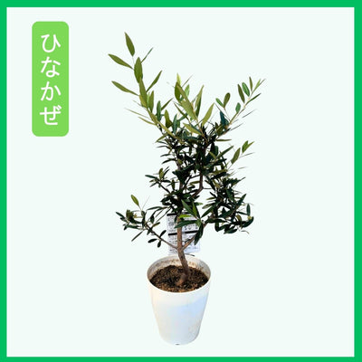 おまかせオリーブ｜XXS／XSサイズ｜人気8品種から厳選お届け 株式会社鶴亀園