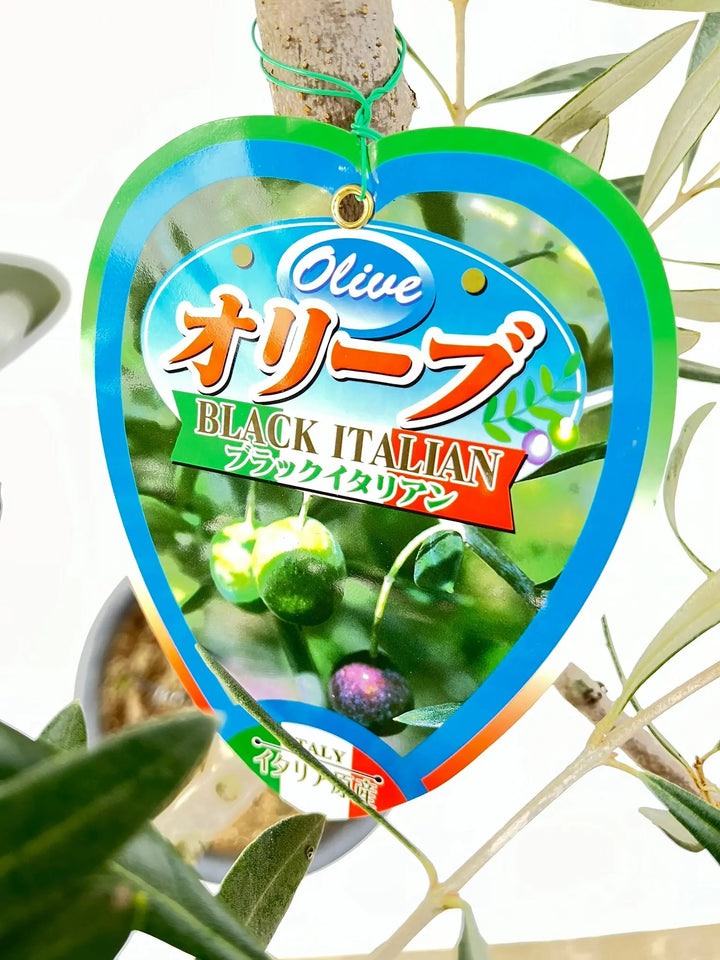 ブラックイタリアン Mサイズ 約140cm K-52 オリーブの木 - 株式会社鶴亀園