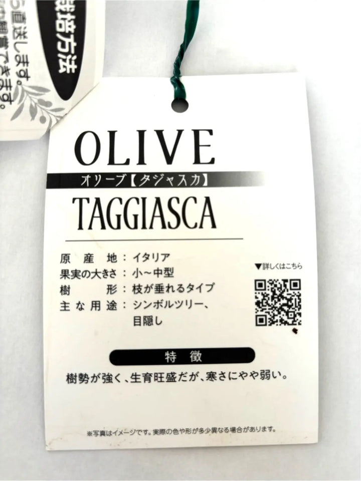 タジャスカ Sサイズ 約135cm NO.10493 オリーブの木 - 株式会社鶴亀園