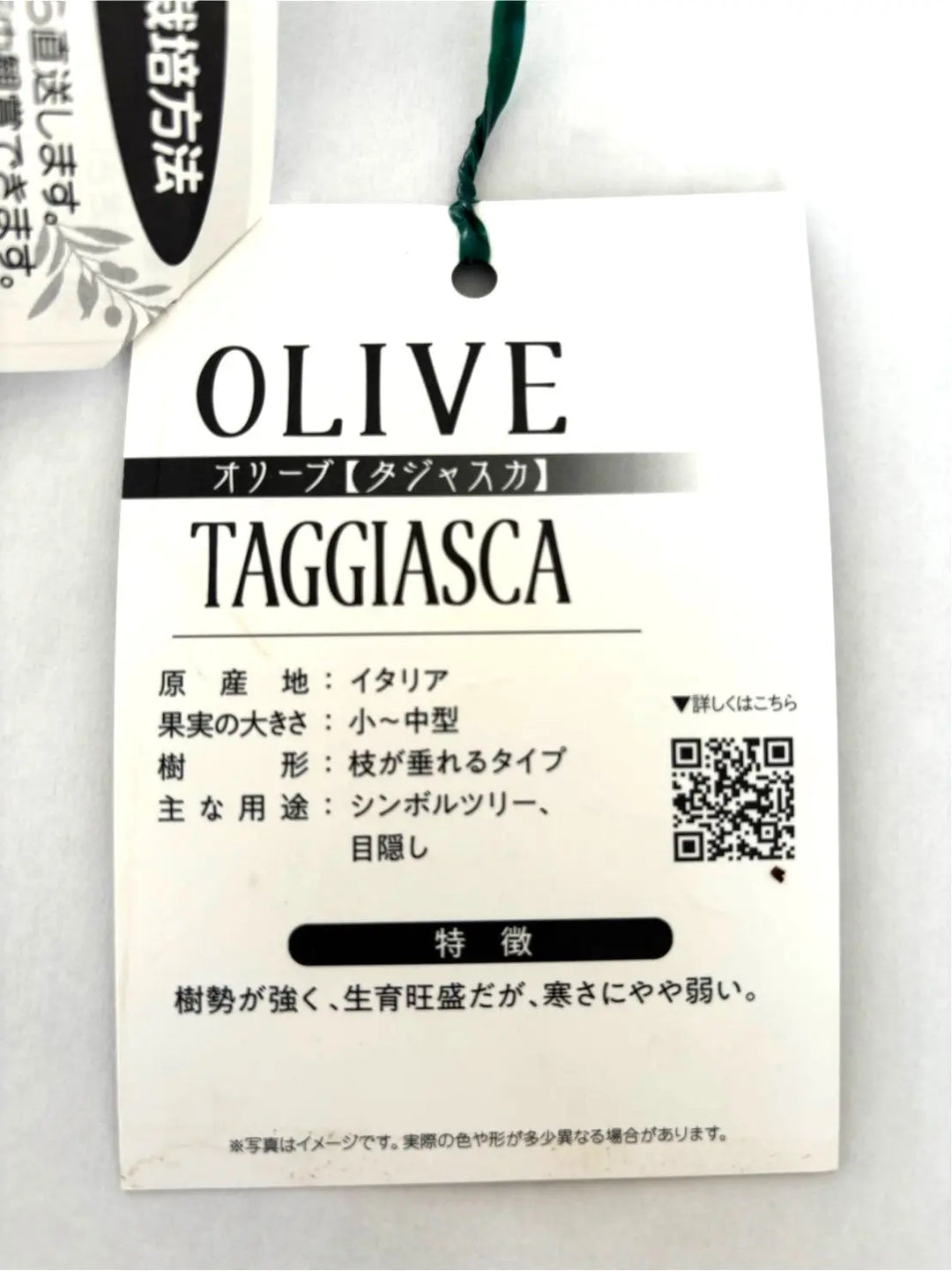 NEW【法人限定】タジャスカ（オリーブの木）｜XLサイズ｜NO.2053｜約