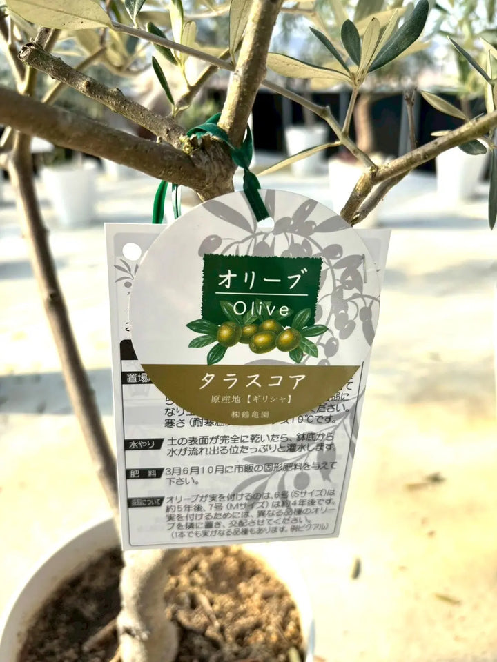 NEWタラスコア（オリーブの木）｜Sサイズ｜K-301｜約110cm｜希少