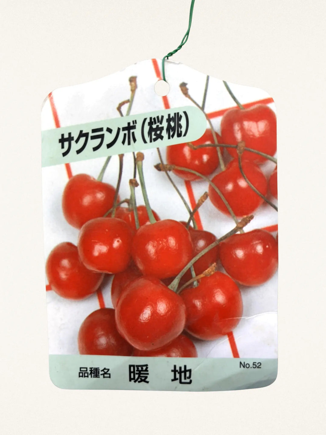 暖地さくらんぼ|5号|高さ40~60cm|暖地向け果樹・初心者向け 暖地さくらんぼ|5号|高さ40~60cm|暖地向け果樹・初心者向け