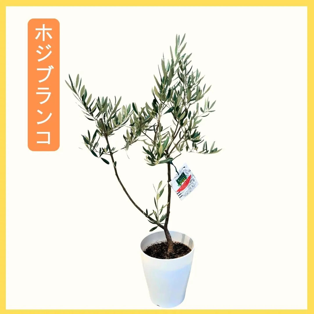 か*ず様 オリーブ おまかせオリーブ｜XXS／XSサイズ｜人気8品種から厳選お届け