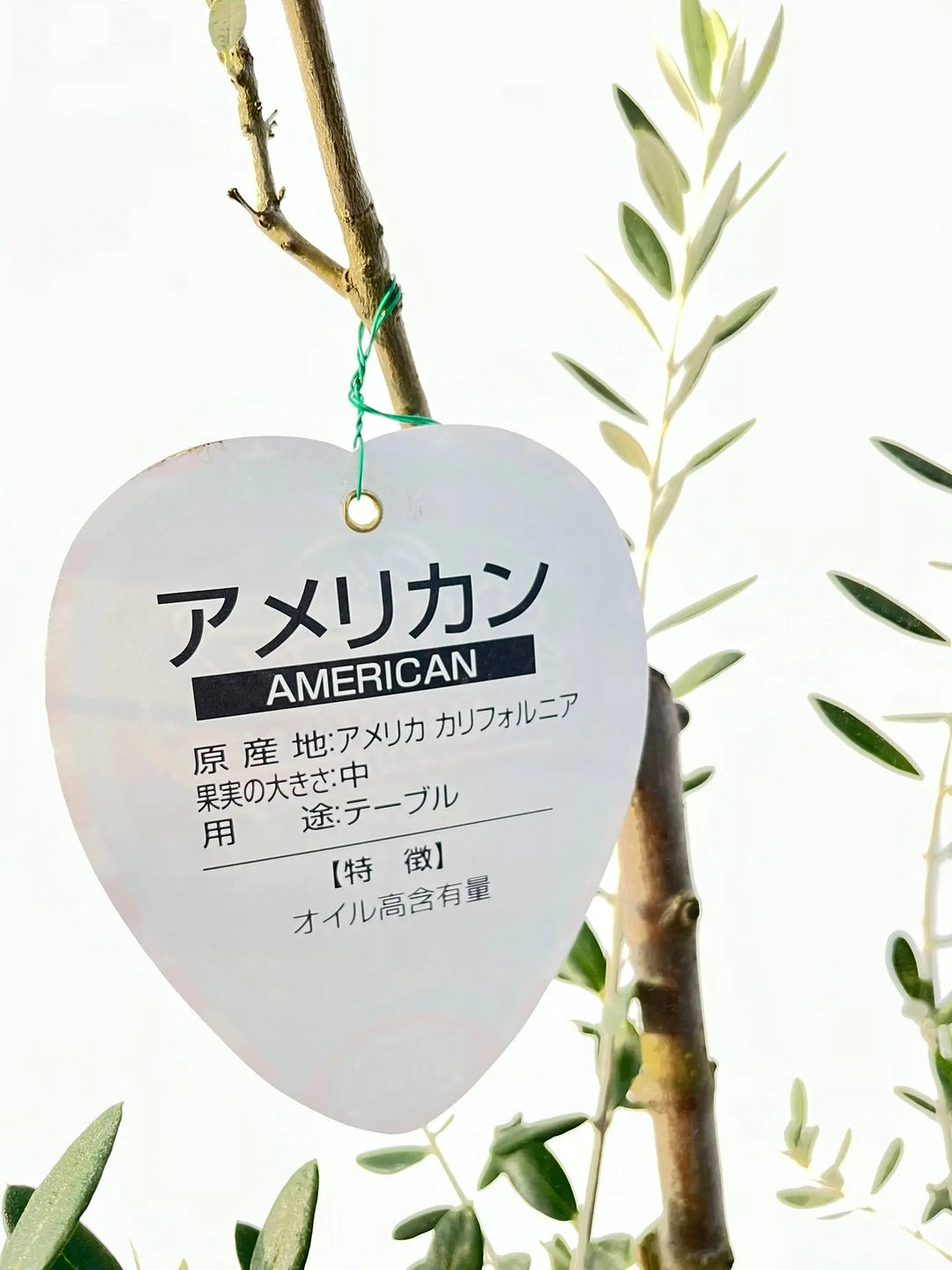 オリーブの木 観葉植物 SOUJU（創樹）ブランド：オリーブの木*4号
