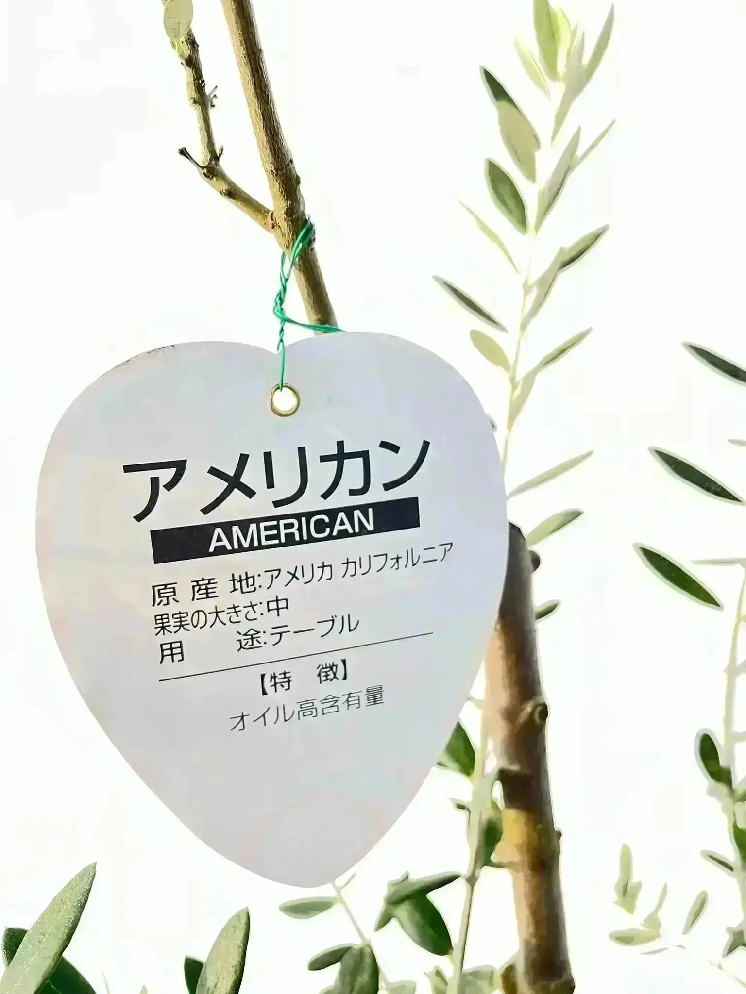 8a86dd8863d846af30d7ebf7f3a88d